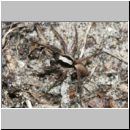 Xerolycosa nemoralis - Wolfsspinne 01d 7mm.jpg